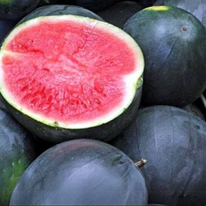 watermelons wholesale supplier in kadapa